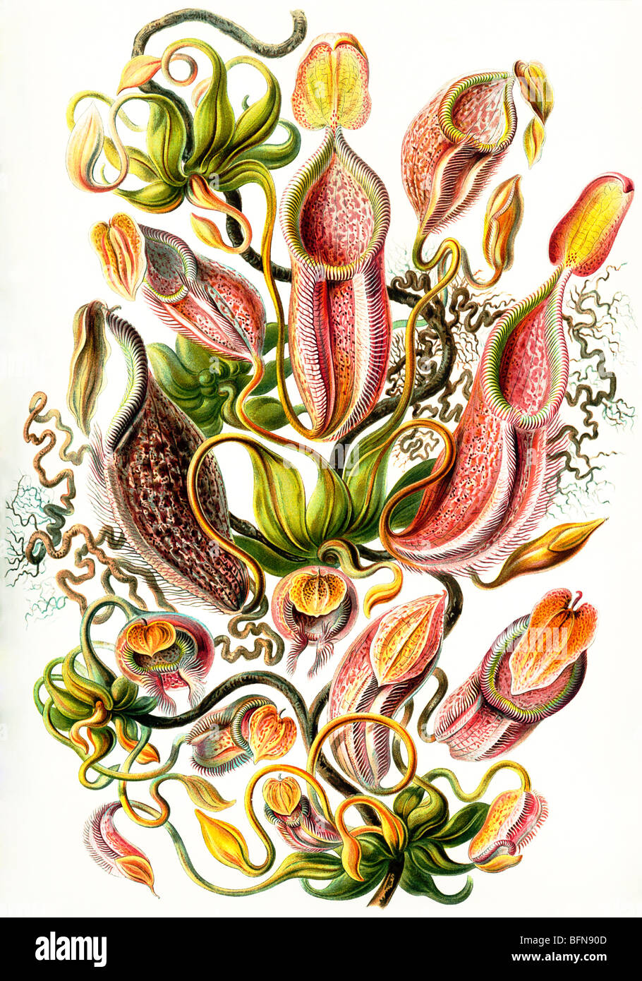 Die 62. Platte von Haeckels Kunstformen der Natur von 1904 zeigt Kannenpflanzen Nepenthes (Nepenthaceae). Stockfoto