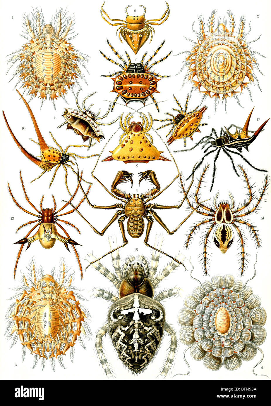 Die 66. Platte von Haeckels Kunstformen der Natur (1904), zeigen Organismen als Arachniden oder Spinnen Stockfoto