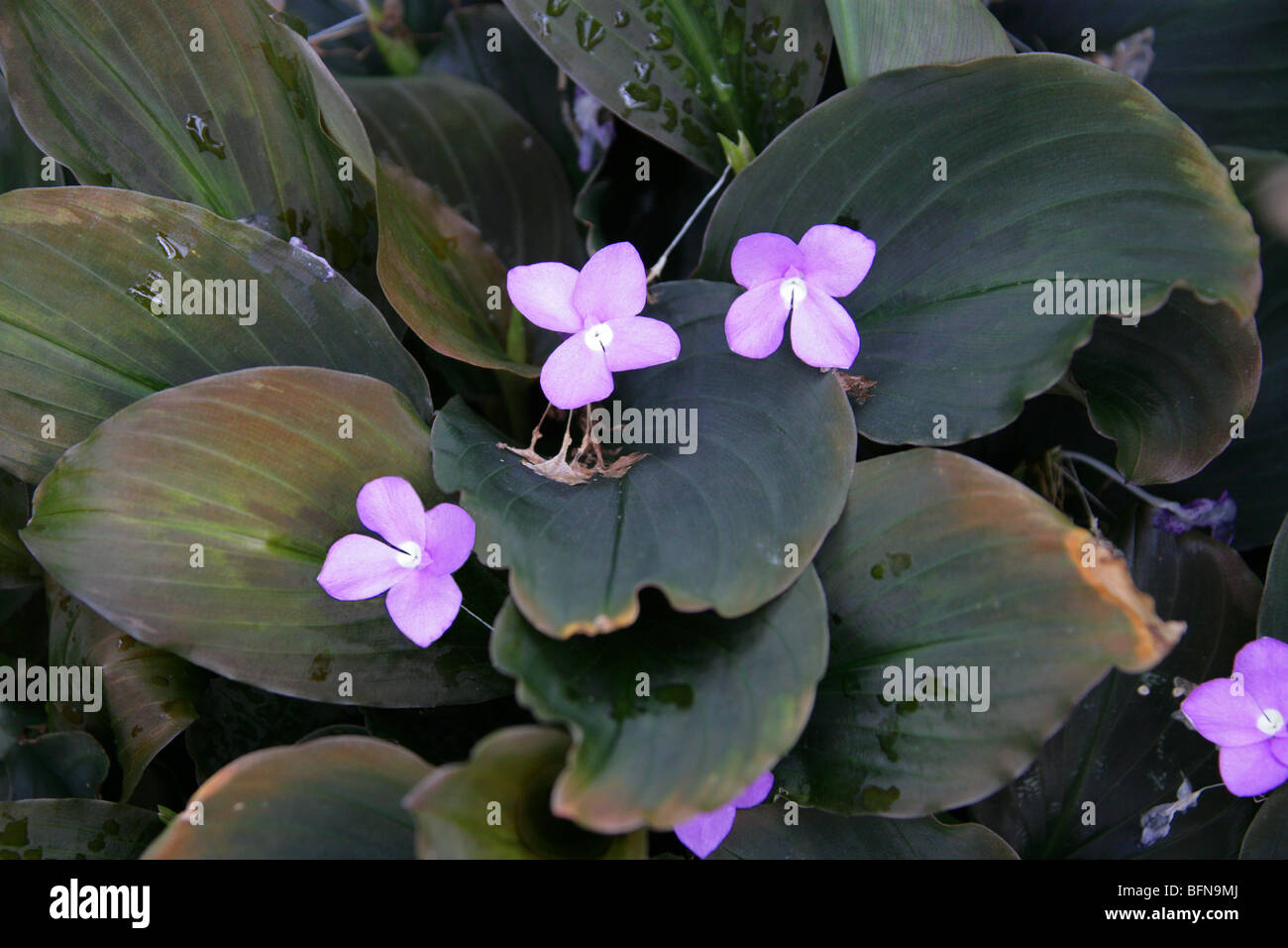 Kencur, aromatischen Ingwer, Sand Ingwer oder Auferstehung Lily, Kaempferia Galanga, Zingiberaceae, Südost-Asien Stockfoto