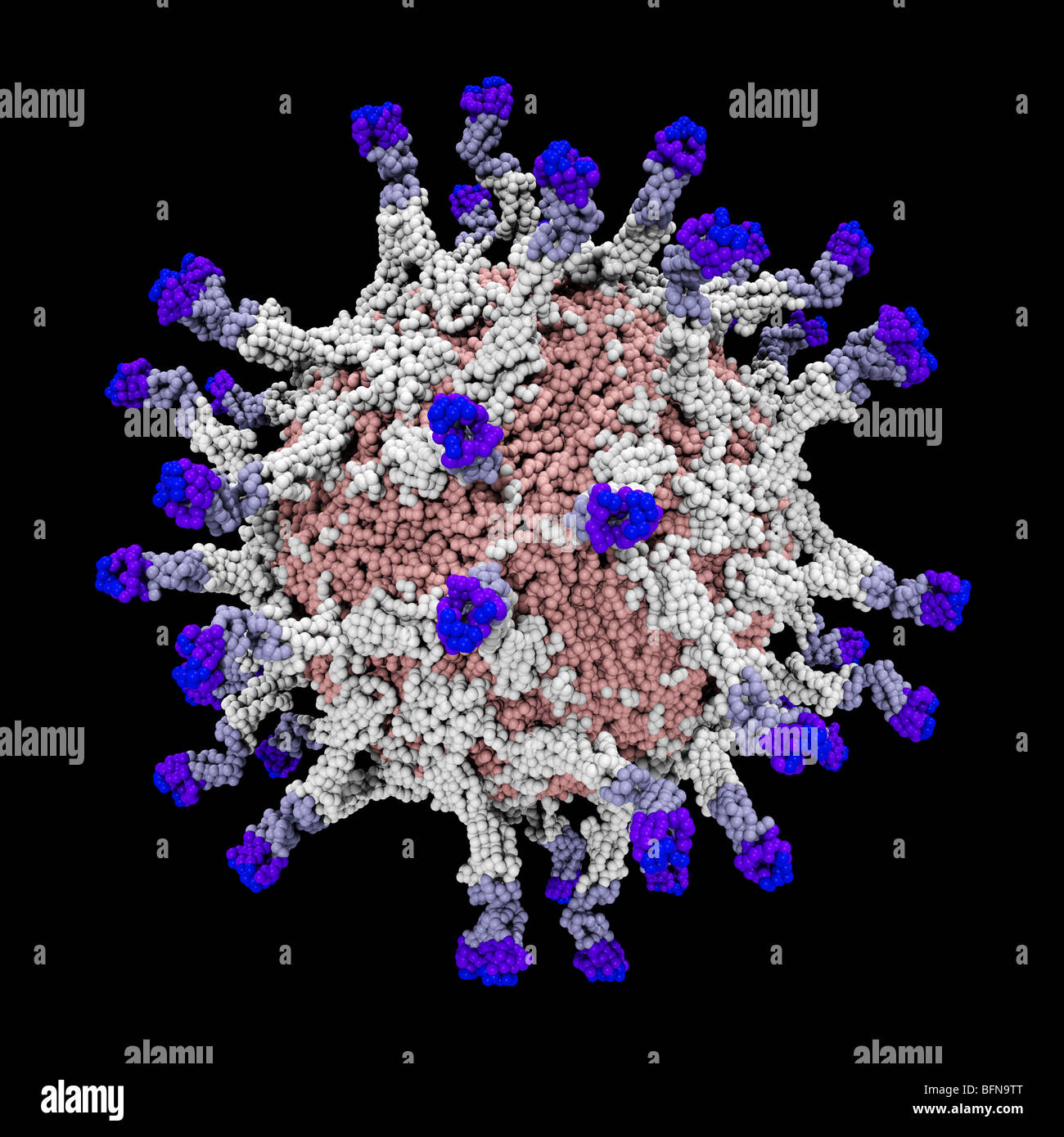 Molekularen Modell der Struktur des extrazellulären, drei-Domain Poliovirus-Rezeptors (CD155) komplexiert mit Polioviren Stockfoto