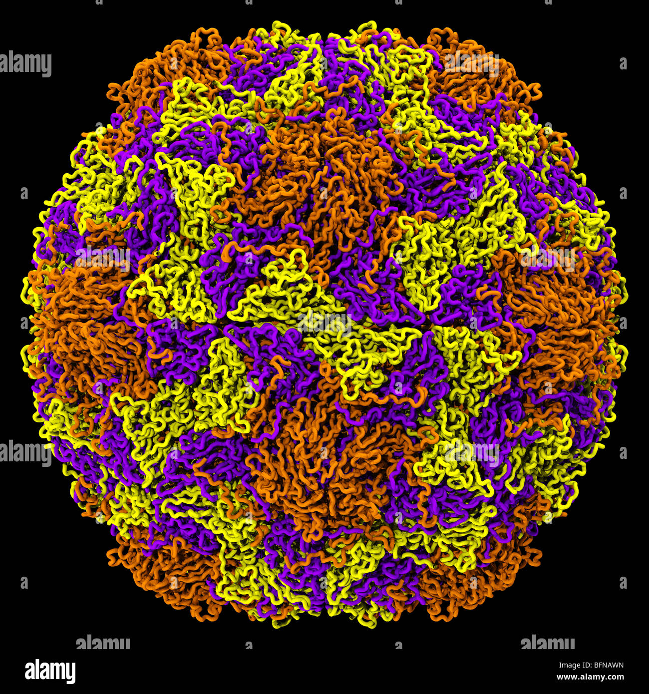 Menschlichen Rhinovirus Struktur. Drei dimensionale computergenerierte Modell auf der Grundlage der experimentell ermittelten Atomstruktur Stockfoto