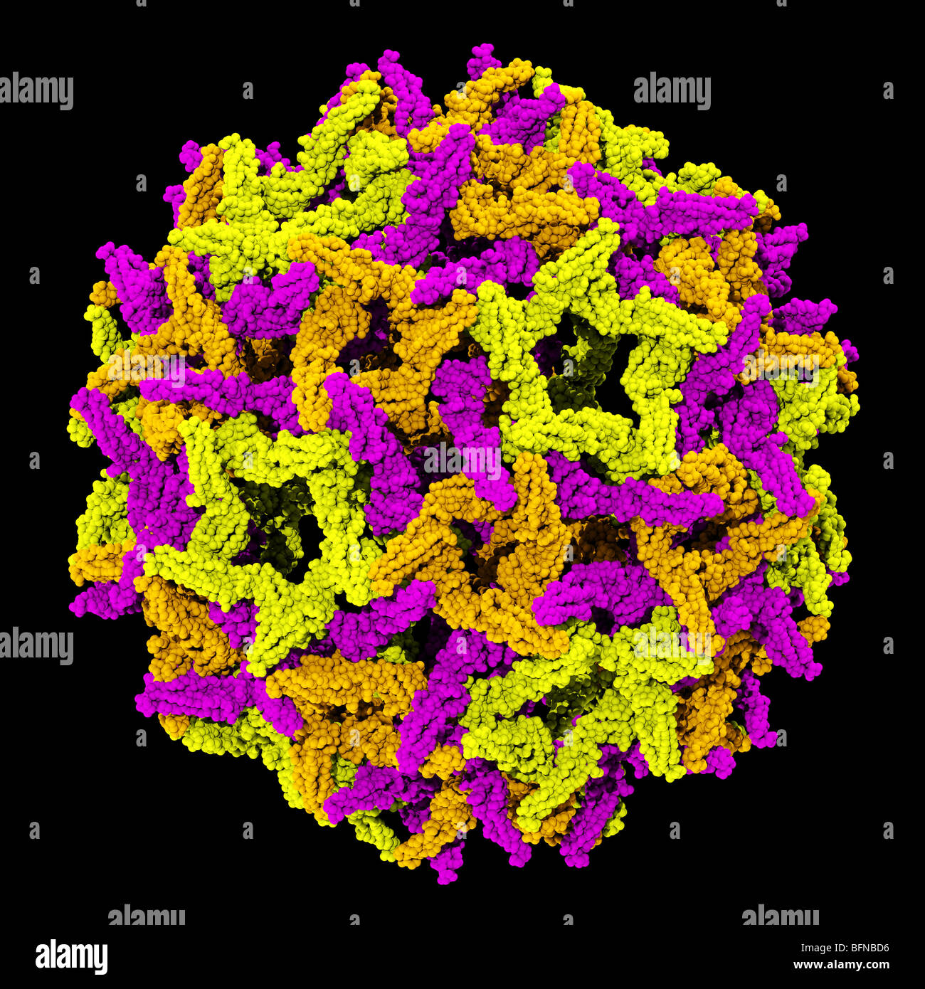 Gelbfieber-Virus-Kapsid. Drei dimensionale computergenerierte Modell auf der Grundlage der experimentell ermittelten Atomstruktur Stockfoto