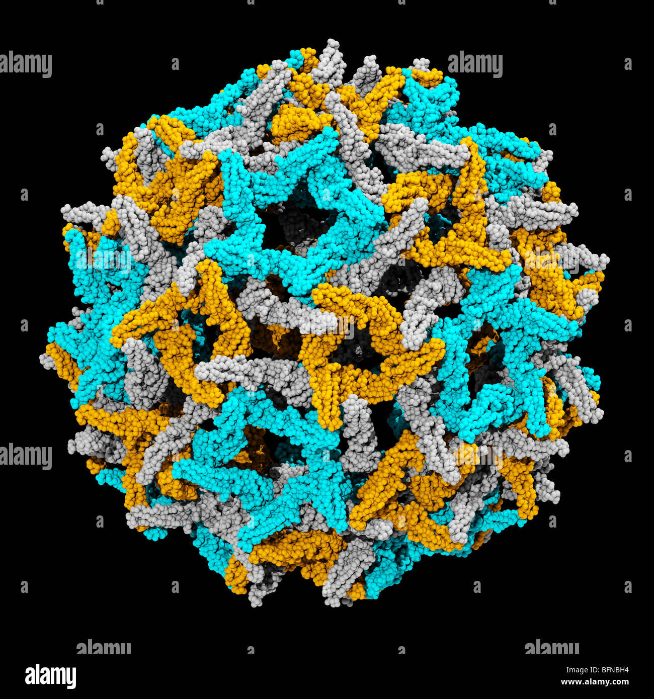 Gelbfieber-Virus-Kapsid.  Drei dimensionale computergenerierte Modell auf der Grundlage der experimentell ermittelten Atomstruktur Stockfoto