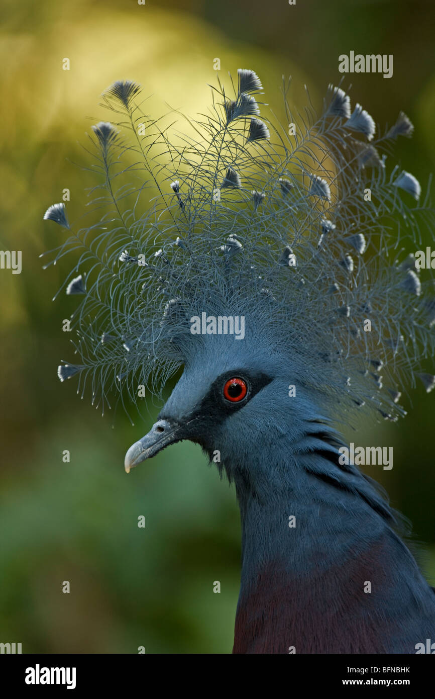 Victoria gekrönte Taube (Goura Victoria) - ursprünglich aus Nord-Neu-Guinea - Captive - größte lebende Taube - IUCN gefährdet Stockfoto