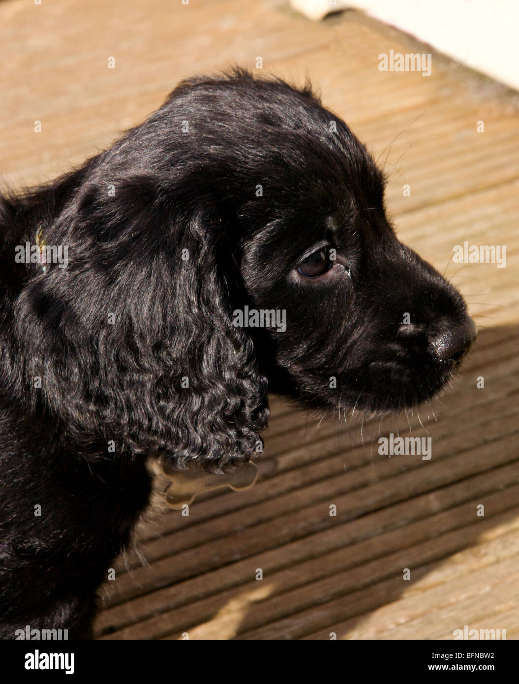 Schwarze Cocker-Spaniel Welpe Porträt. Stockfoto