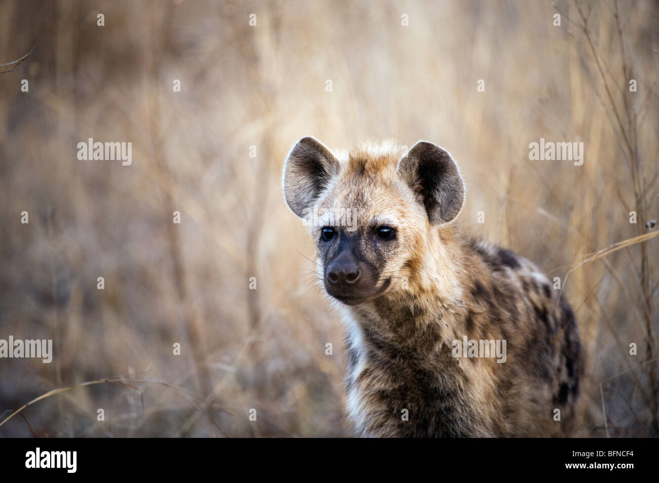 Hyäne auf der Pirsch Stockfoto