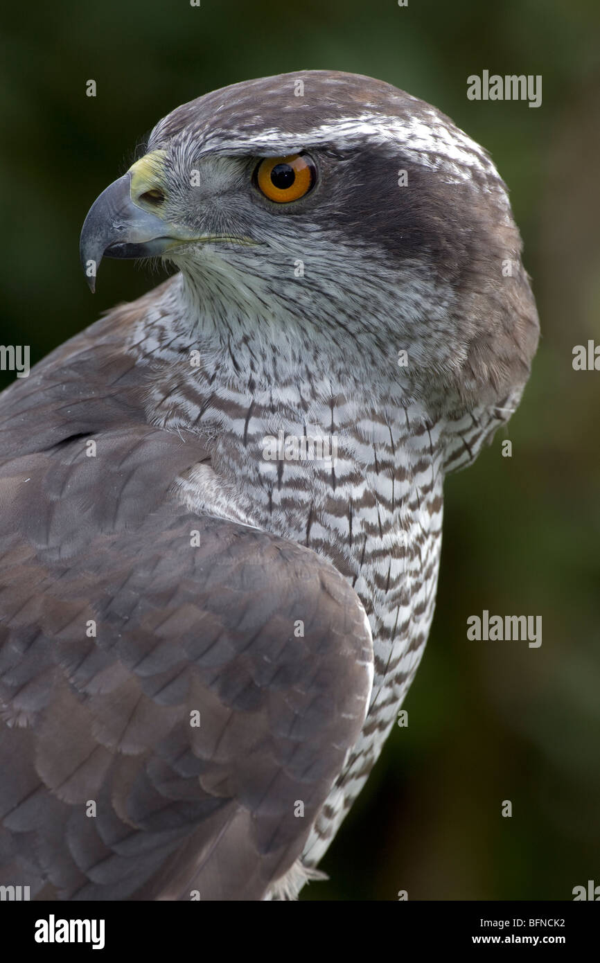 Nördlichen Habicht (Accipiter Gentilis) - Porträt - Captive - Oregon - USA Stockfoto