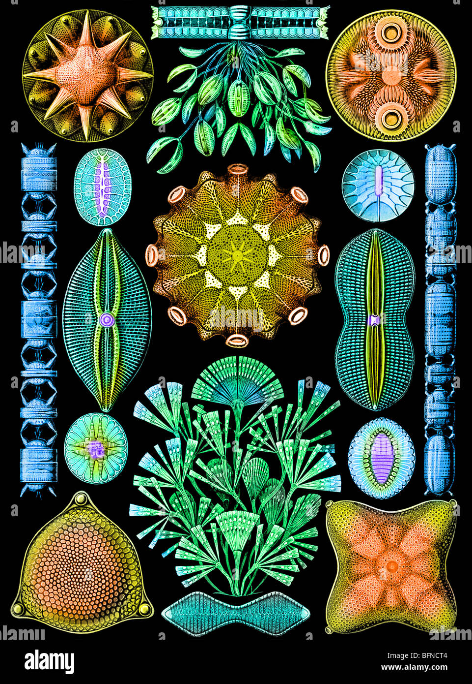 Die 84. Platte von Haeckels Kunstformen der Natur (1904), Darstellung von Kieselalgen (Diatomeen). Stockfoto