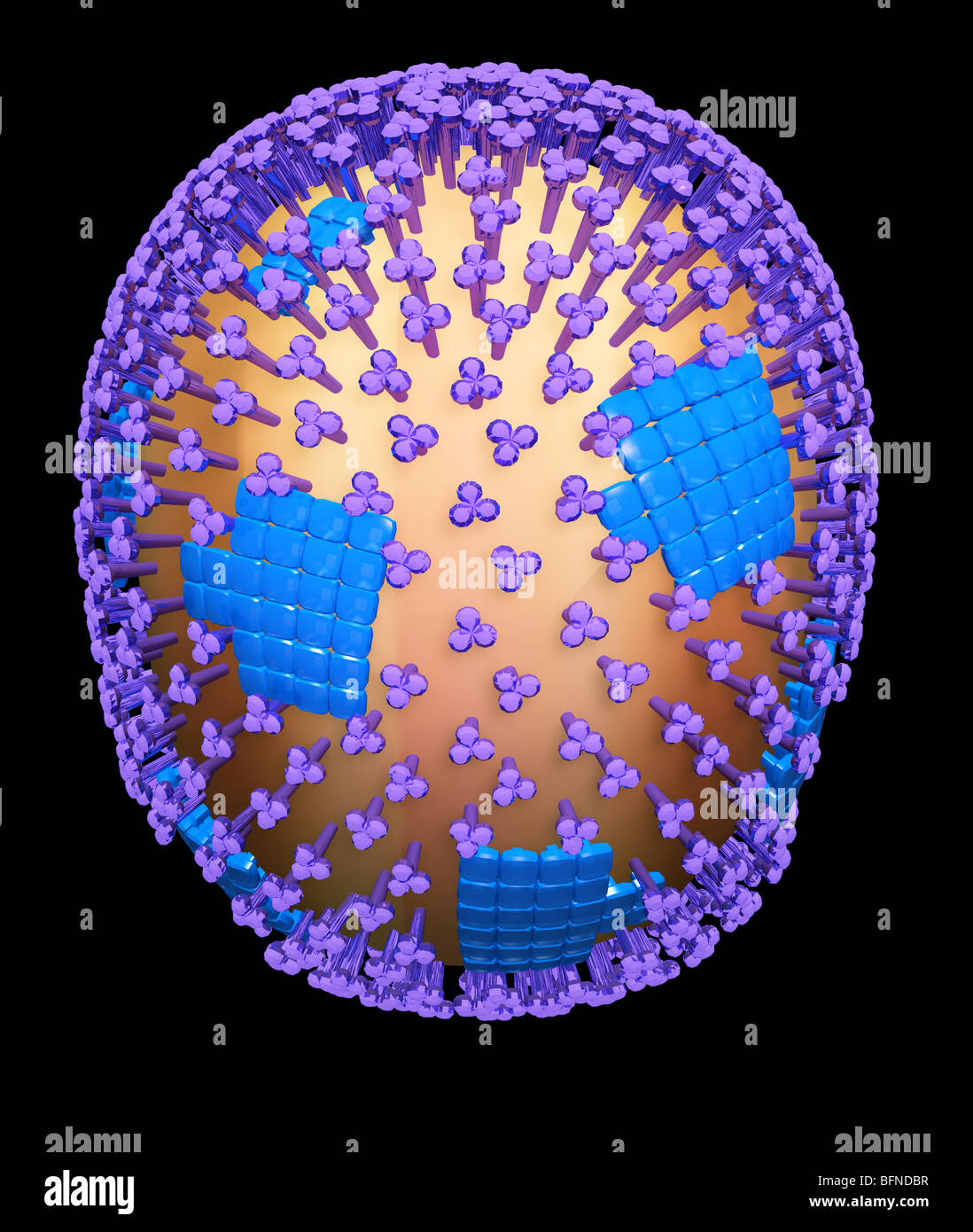 Dreidimensionale computergenerierte Modell der Struktur der H1N1 Schweinegrippe Influenza Viruspartikel. Stockfoto