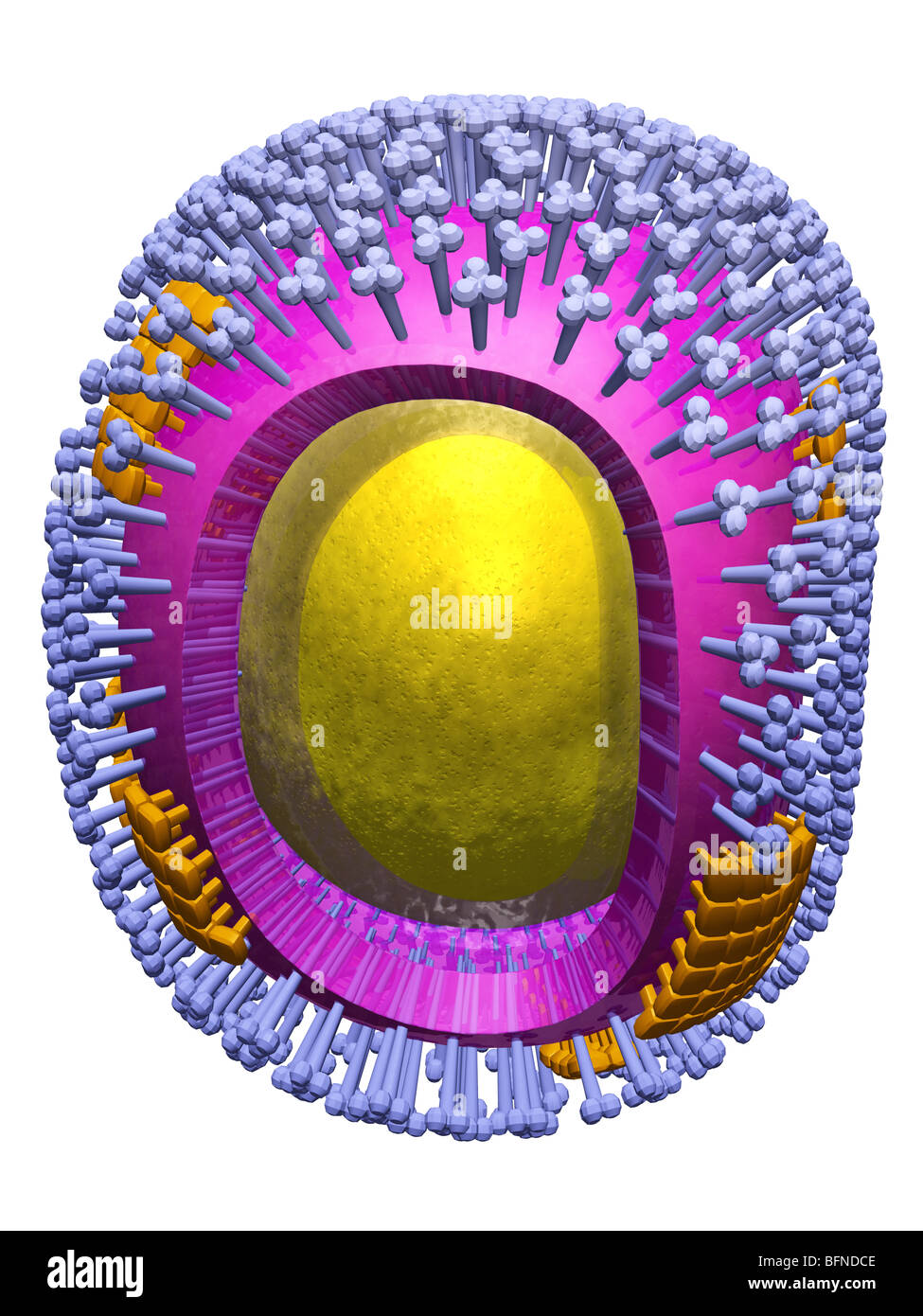 Dreidimensionale computergenerierte Modell der Struktur der H1N1 Schweinegrippe Influenza Viruspartikel. Stockfoto