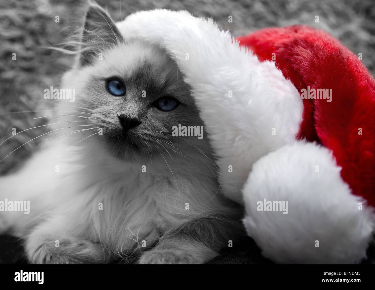 Cute Weihnachten Kätzchen Stockfoto