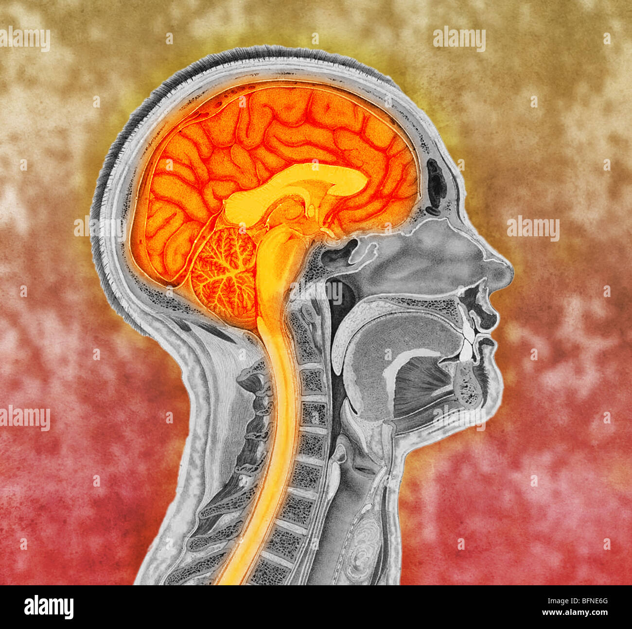 eingefärbte 19. Jahrhundert anatomische Abbildung zeigt einen sagittalen Abschnitt der einen menschlichen Kopf und Gehirn Stockfoto