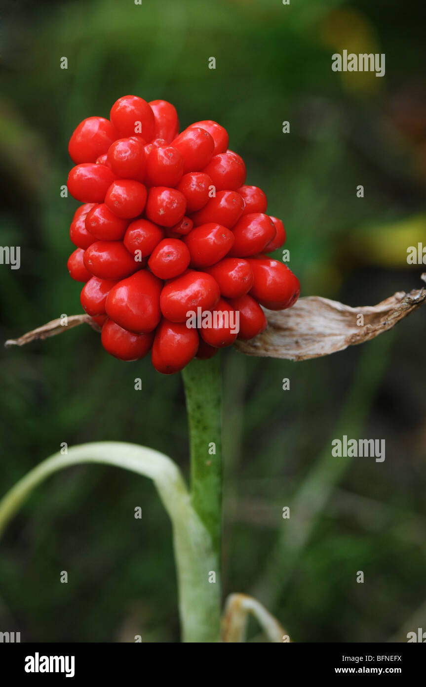 reifen Beeren des Jack-in-the-Pulpit, Arisaema Triphyllum, eine krautige mehrjährige Wildblumen in östlichen Nordamerika beheimatet. Stockfoto