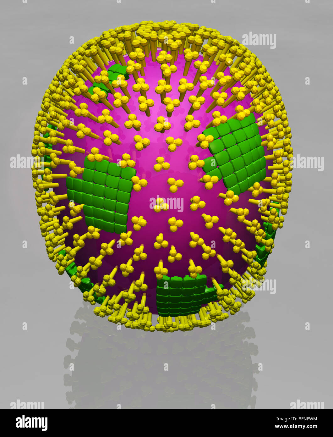 Dreidimensionale computergenerierte Modell der Struktur der H1N1 Schweinegrippe Influenza Viruspartikel. Stockfoto