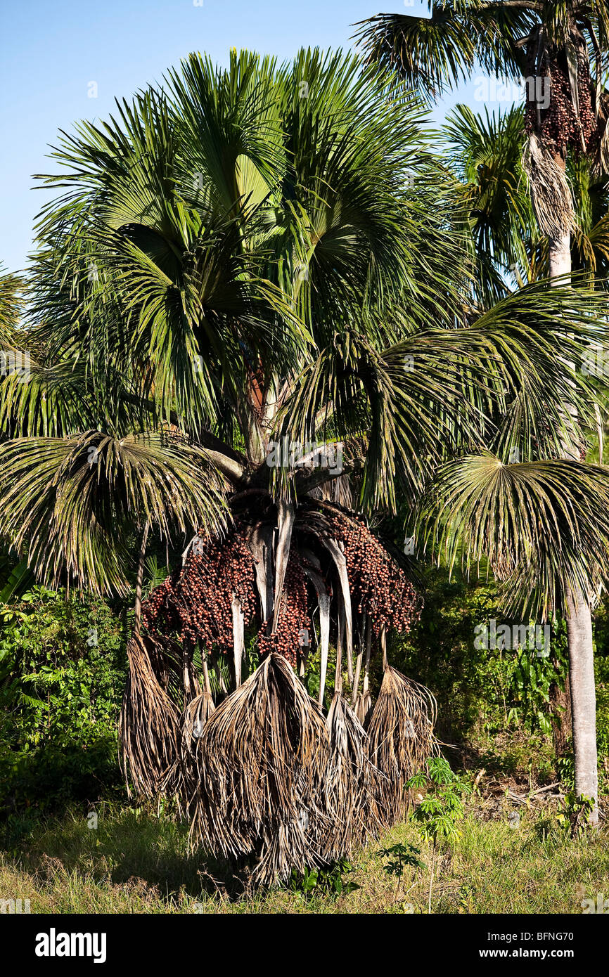 Die Buriti-Baum im Bundesstaat Maranhão, Brasilien. Stockfoto