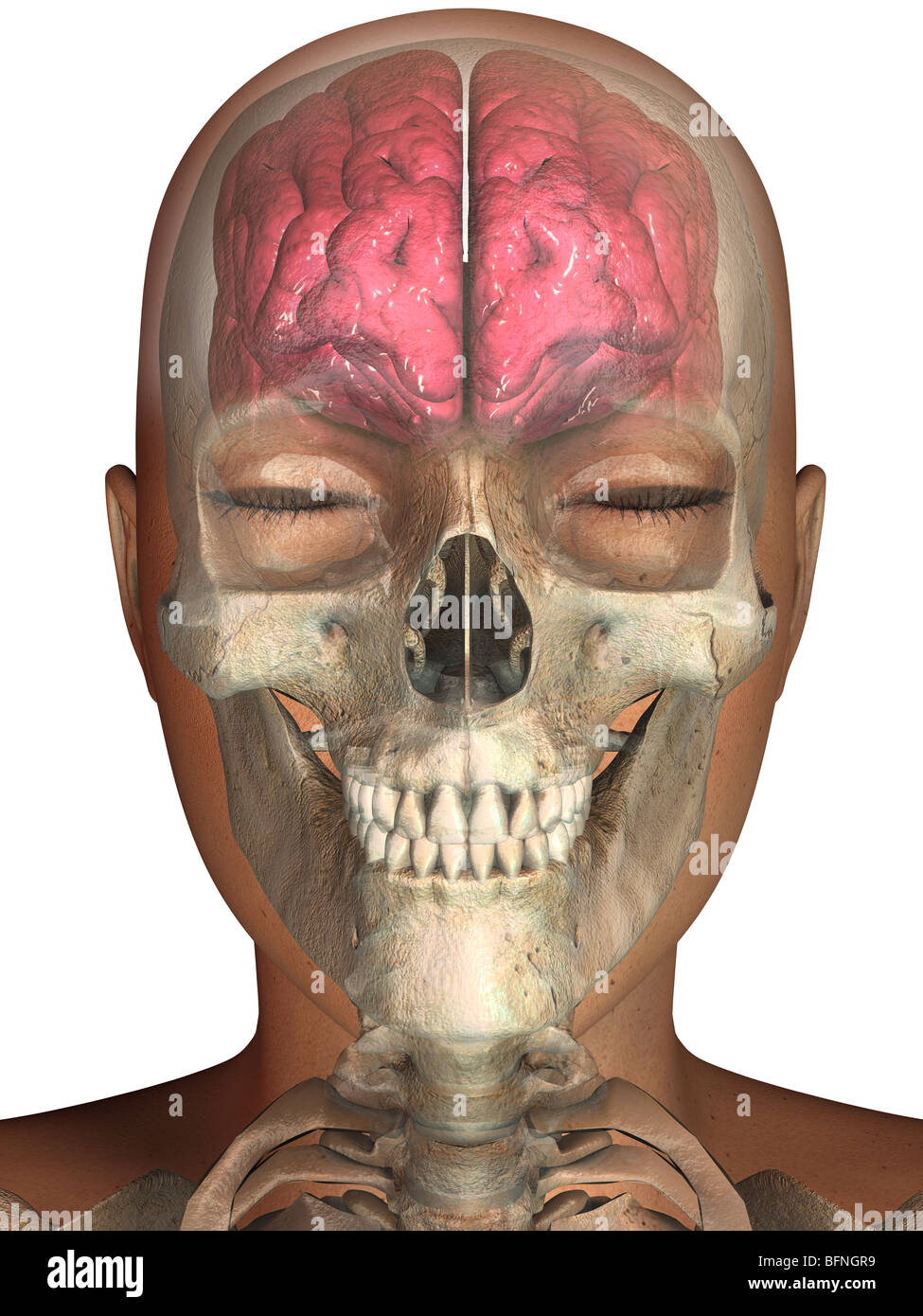 Abbildung von dem menschlichen Gehirn und Schädel in einem transparenten Kopf gesehen Stockfoto