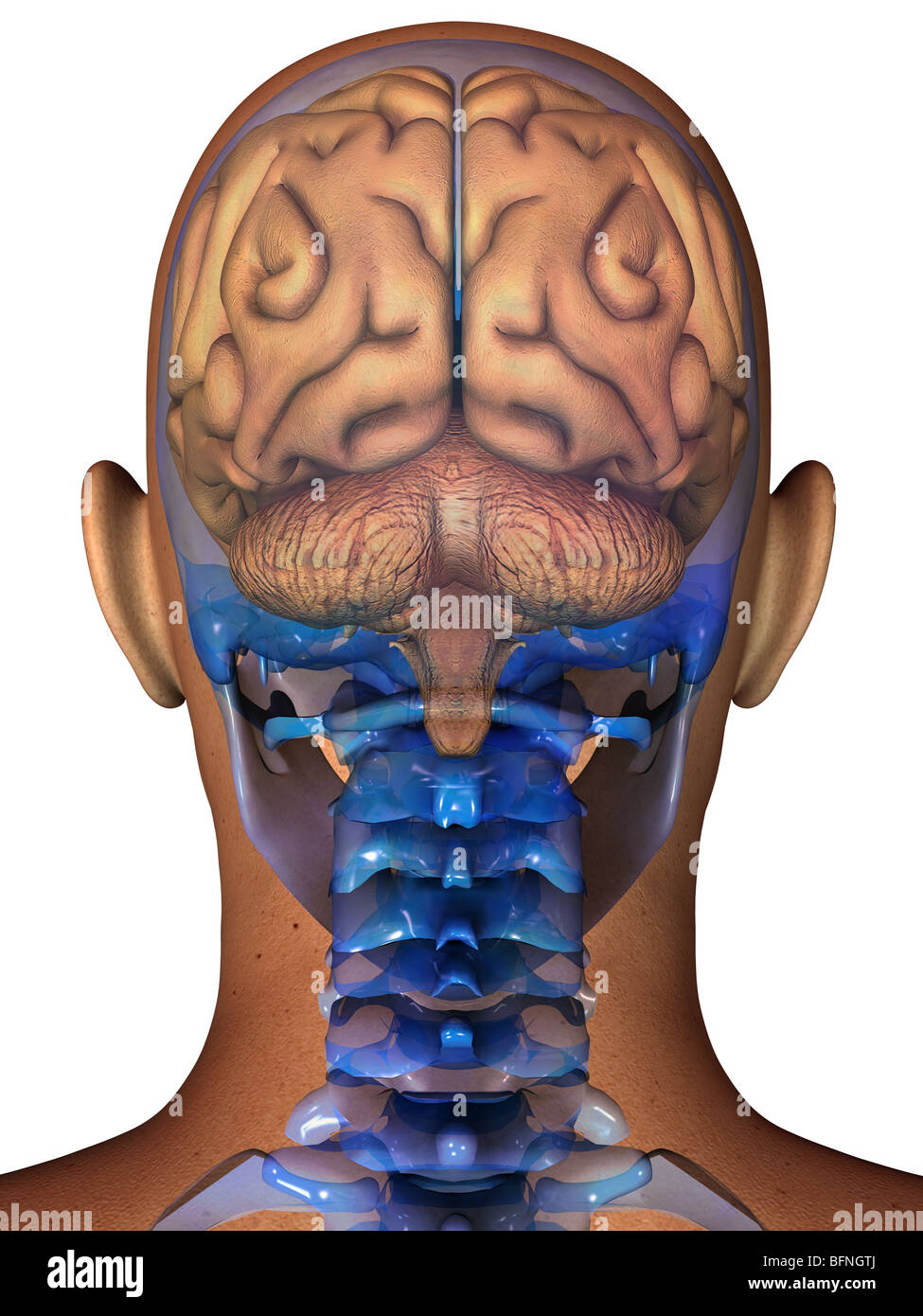 Abbildung des menschlichen Gehirns innerhalb einer transparenten Kopf gesehen Stockfoto