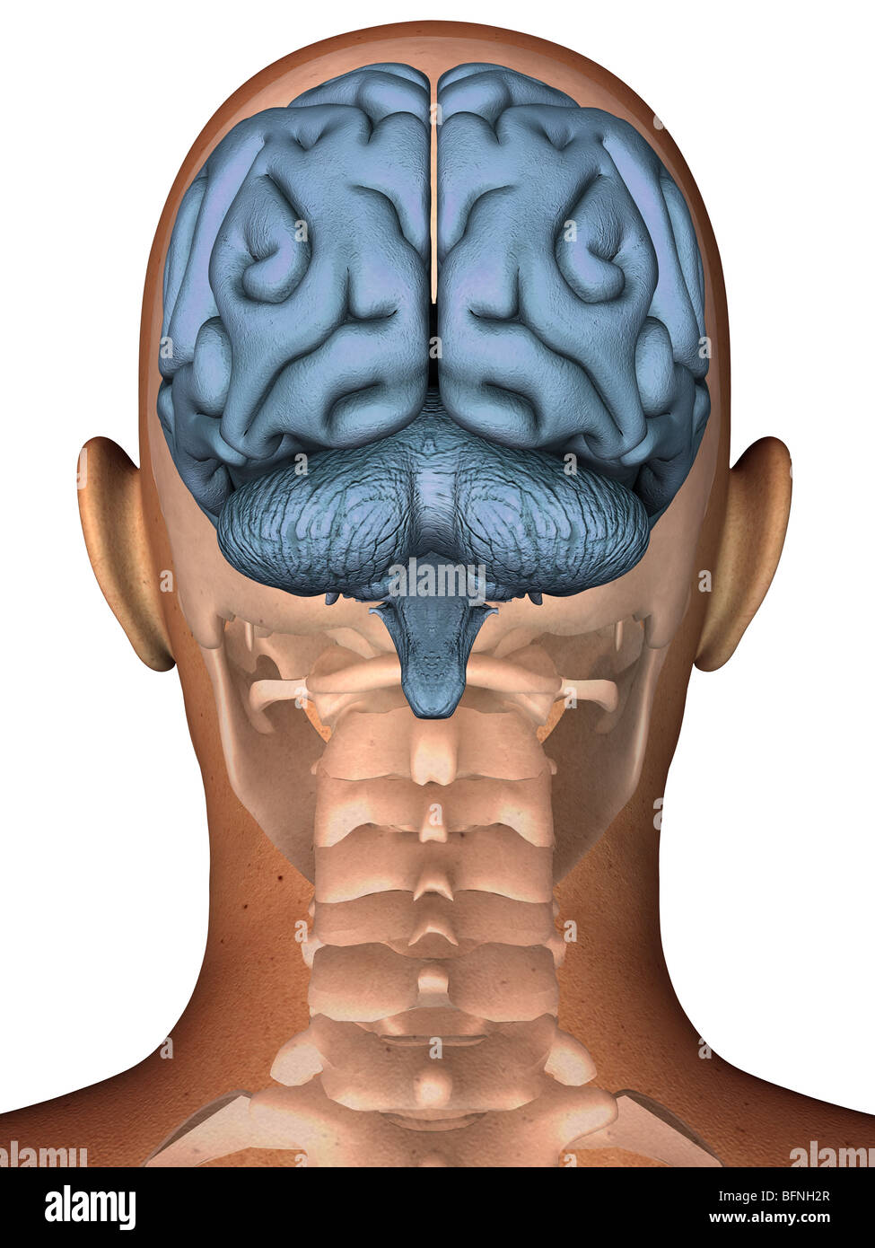 Abbildung des menschlichen Gehirns innerhalb einer transparenten Kopf gesehen Stockfoto
