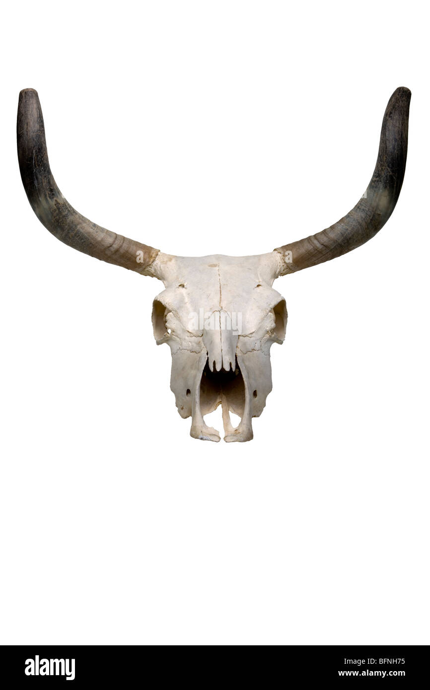 Tierische Schädel und Hörner eines Bullen, Steuern oder Kuh Stockfoto