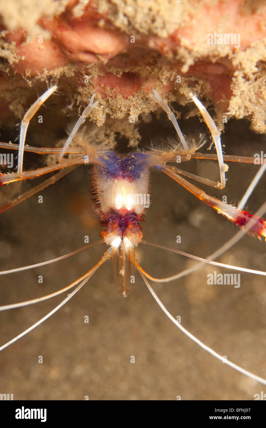 Banded Coral Garnelen (Stenopus Hispidus), eine Art von Putzergarnelen wartet auf einen Fisch zu nähern und gereinigt werden. Stockfoto