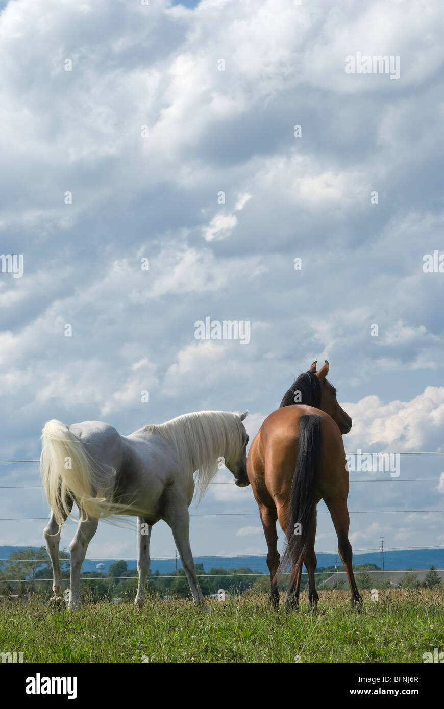 Paarung zweier Pferde, ein arabischer Hengst und Stute unter perfekten Sommer Himmel Wolkengebilde. Stockfoto