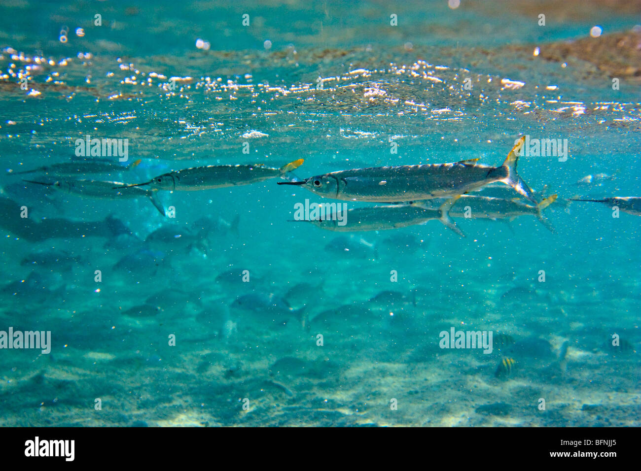 Hemiramphus neben einer Schule des Ozeans Chirurg Fisch, Atlantischen Ozean vor der kubanischen Küste schwimmen Stockfoto