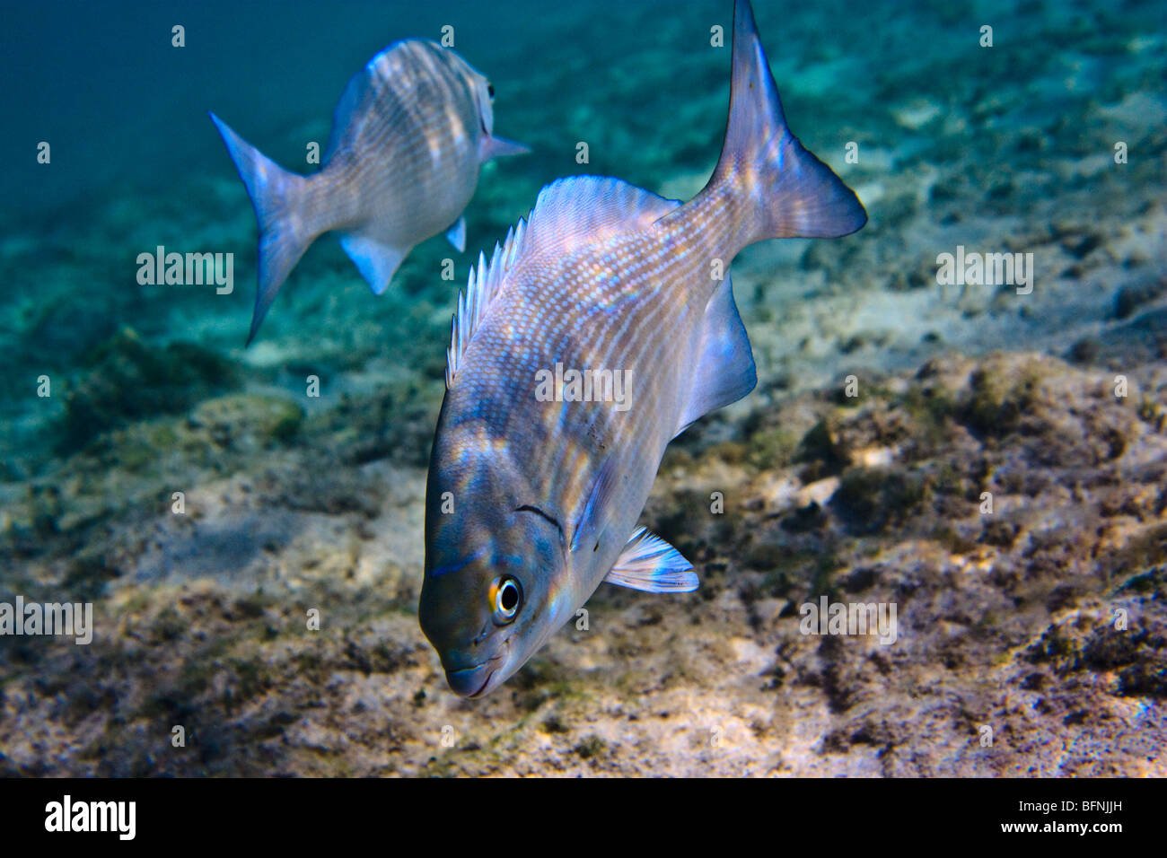 2 Ozean Fisch unter Wasser Stockfoto
