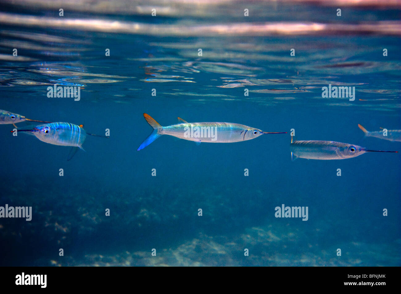 Hemiramphus Schwimmen im Atlantischen Ozean vor der kubanischen Küste Stockfoto