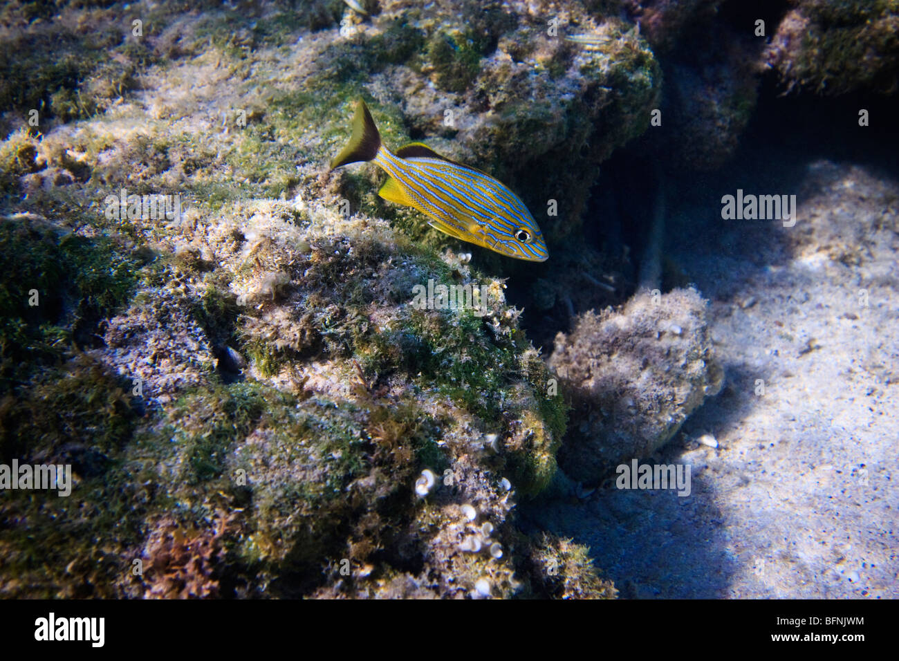 Haemulon (blau gestreiften Grunzen Fisch) in der Karibik, Atlantik Seite kubanischen Korallenriffe Stockfoto