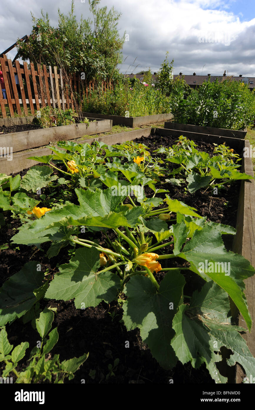Zucchini-Anlage auf Gemeinschaft Kleingärten, Bradford UK Stockfoto