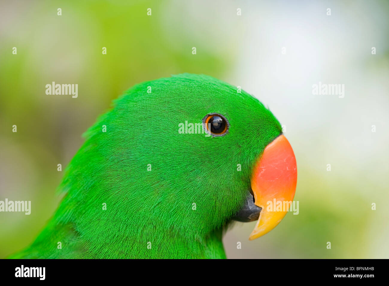 Edelpapagei (Eclectus Roratus), Papua, Indonesien Stockfoto