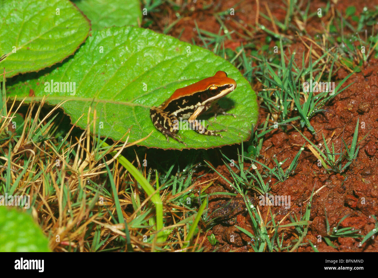 Indische fungoid frog Rana malabarica - ika 60012 Stockfoto