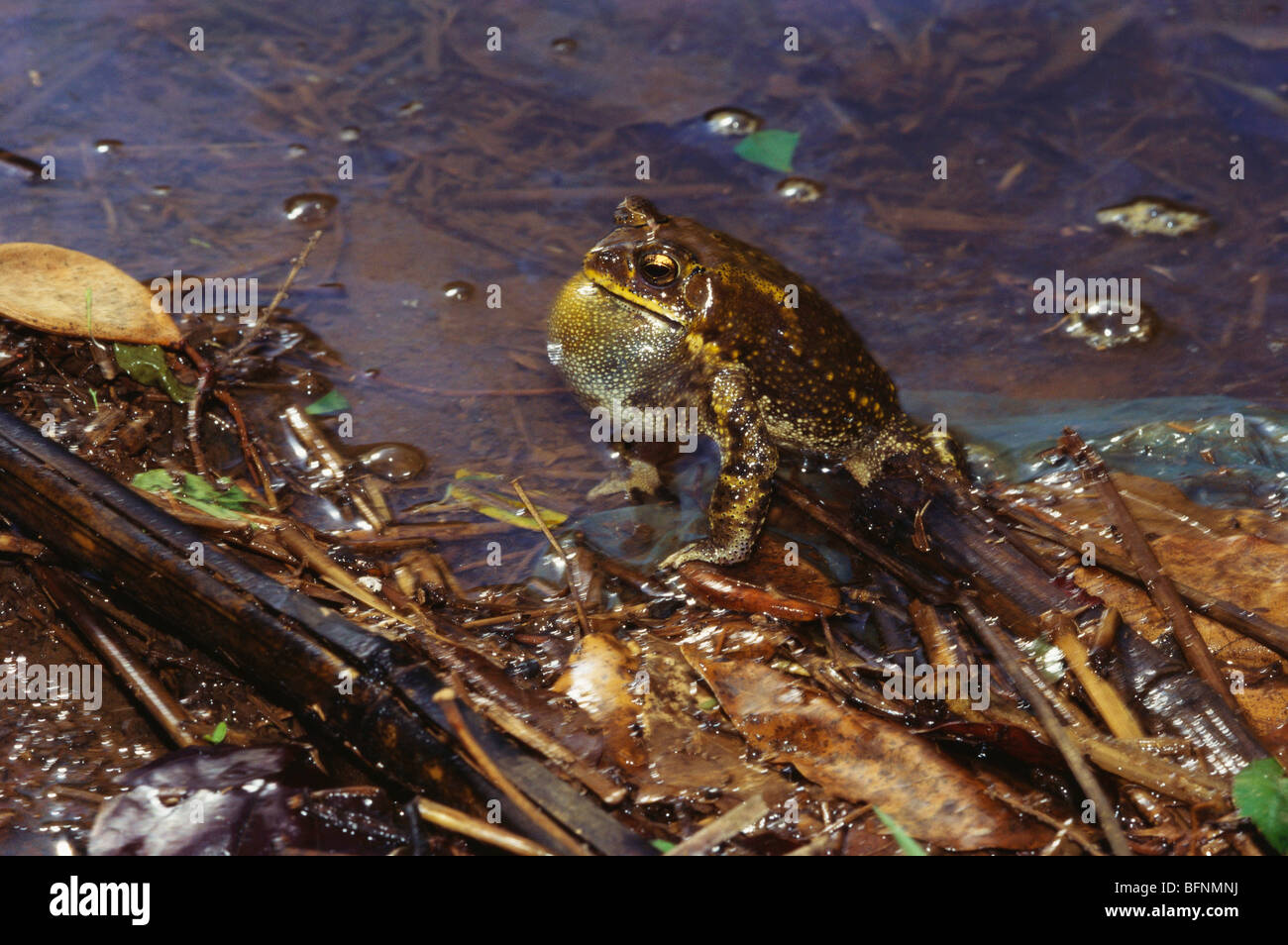 Gemeinsame indische Kröte; buto melanostictus; indien; asien Stockfoto