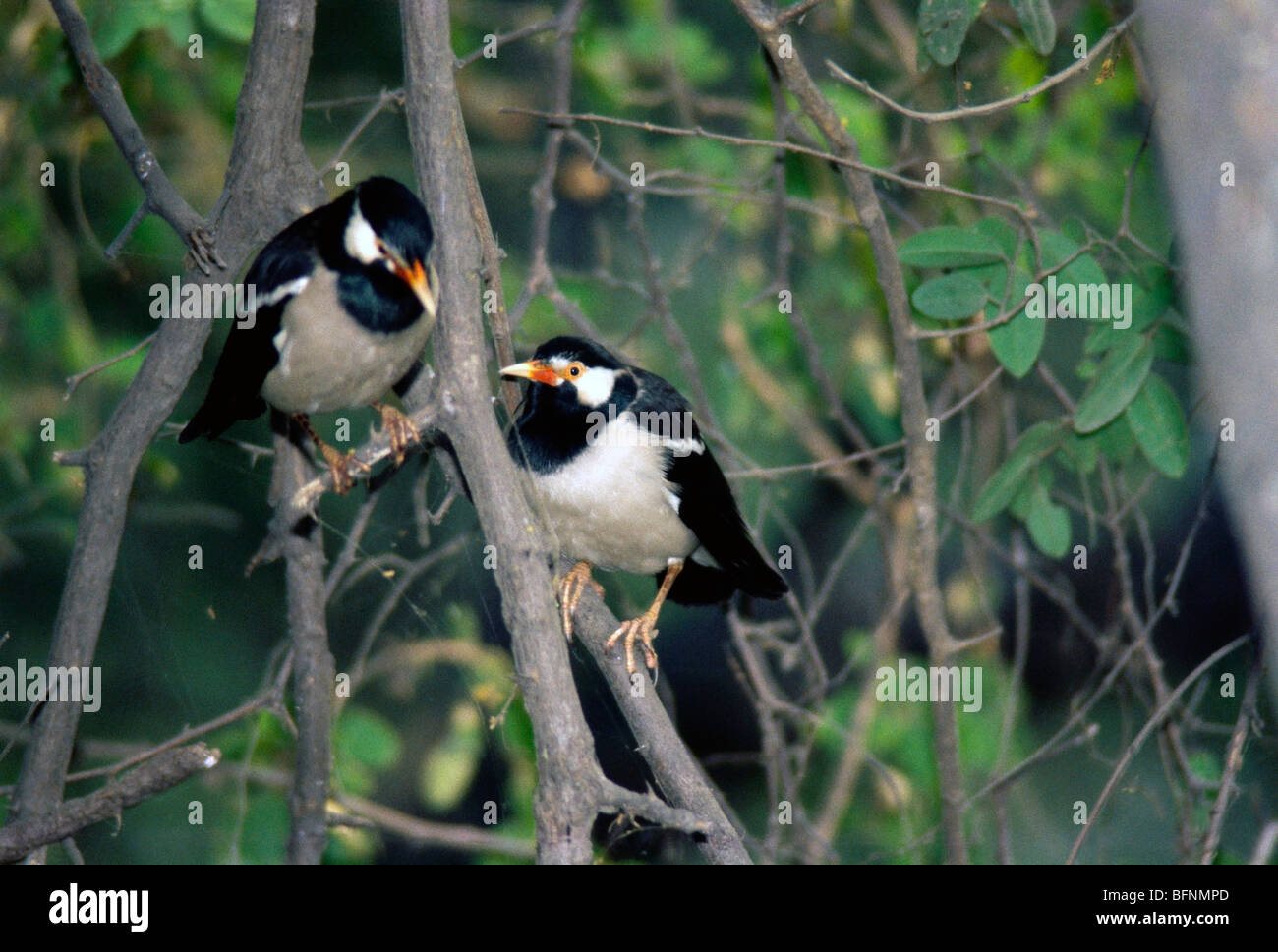 JRR 60052: Vögel; Asiatische Trauerschnäpper Starling Mynas Sturnus Contra Paare auf Baum; Bharatpur; Rajasthan; Indien Stockfoto