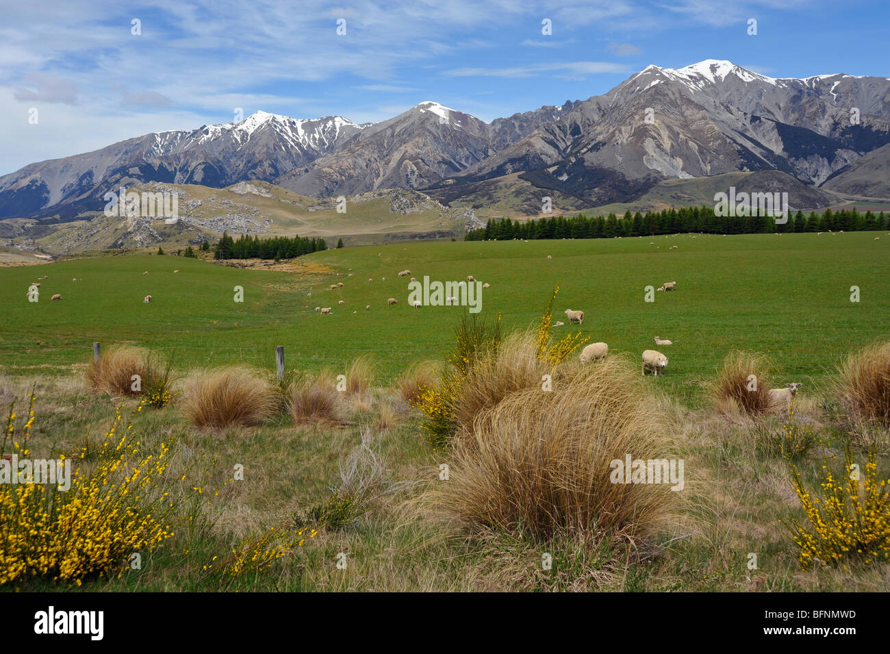 Neuseeland Südinsel Wiesen und Berge Stockfoto