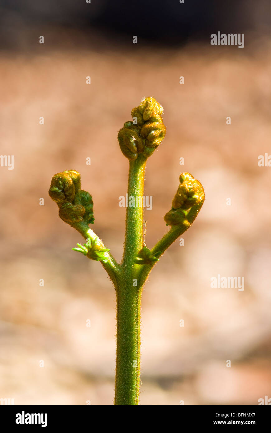 Nach einem Brand Aussehen die Knospen ein Adlerfarn Farn Shooting kleinen Fäuste. Stockfoto