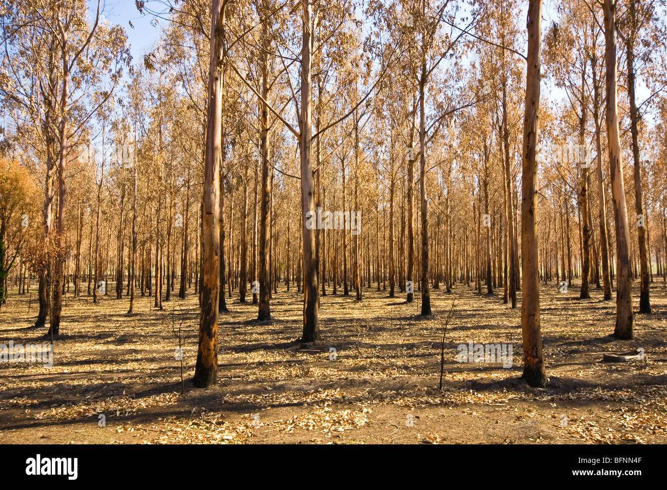 Eine desolate Stand von Eukalyptus Plantagenholz durch einen Brand zerstört. Stockfoto