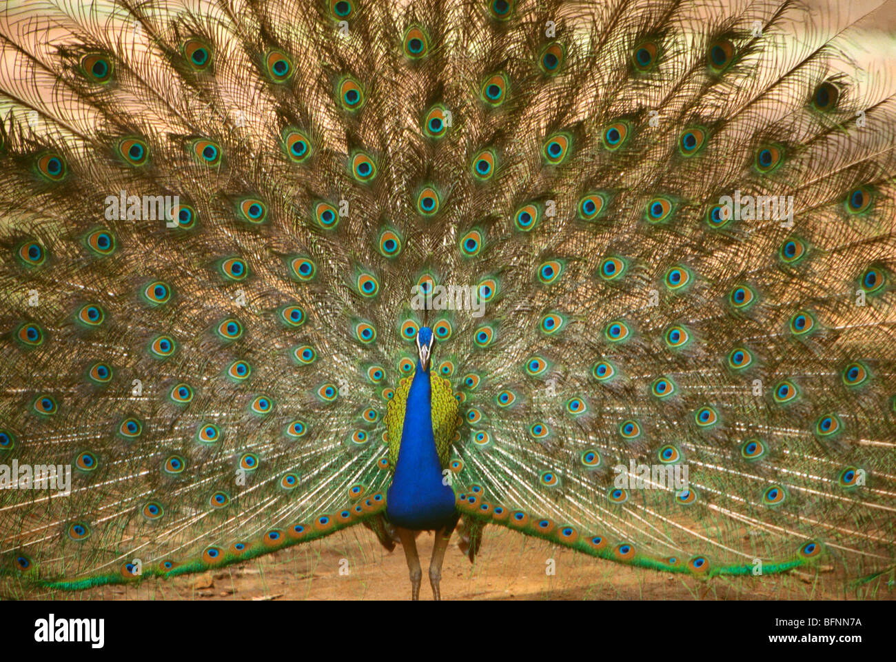 Pfau tanzen offene Federn ; pavo cristatus ; Ranthambore Nationalpark ; Rajasthan ; Indien ; asien Stockfoto