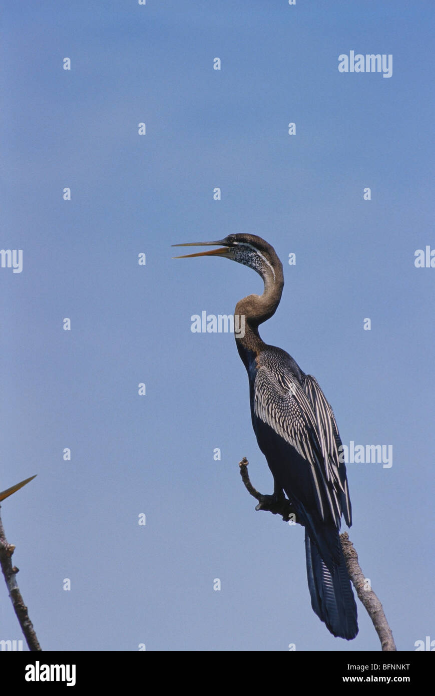 Darter; anhinga; Schlangenvogel; Anhinga melanogaster; auf Baumzweig sitzend Stockfoto