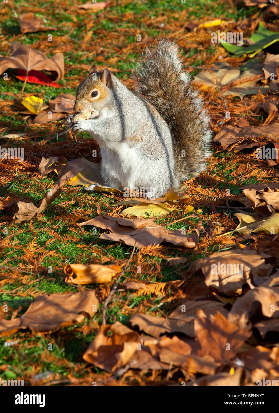 Eine graue Eichhörnchen (Sciurus Carolinenses) Fütterung auf eine ungeöffnete Erdnuss und umgeben von goldenen braunen Blätter im Herbst. Stockfoto
