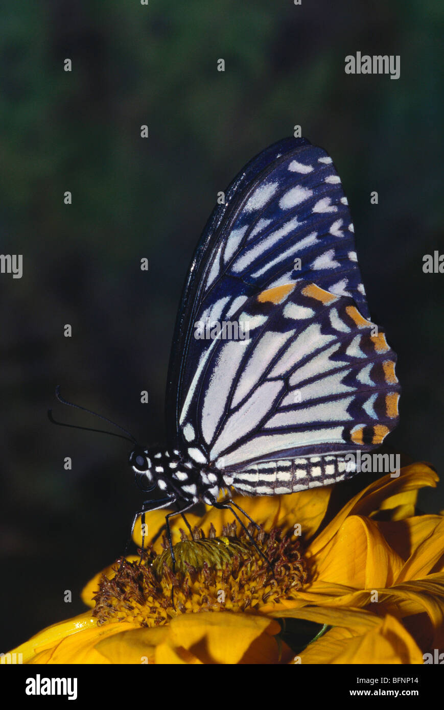 Schmetterling; Indischer gemeiner Pantomime; chilasa clytia; auf Blume; Papilio clytia; Stockfoto