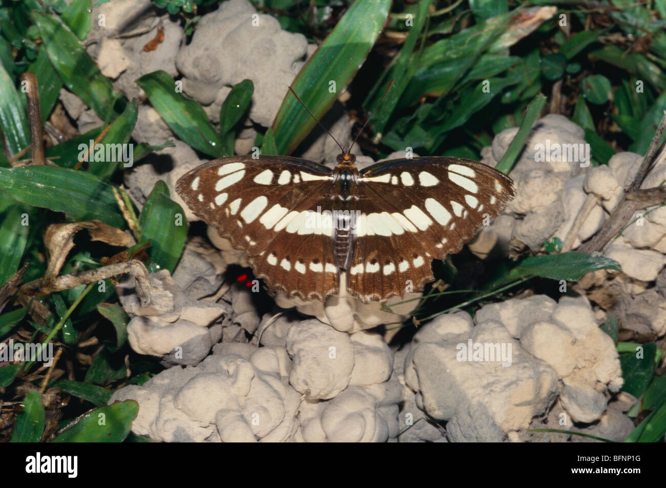 Schmetterling; indischer gemeiner Sergeant; athyma perius Stockfoto