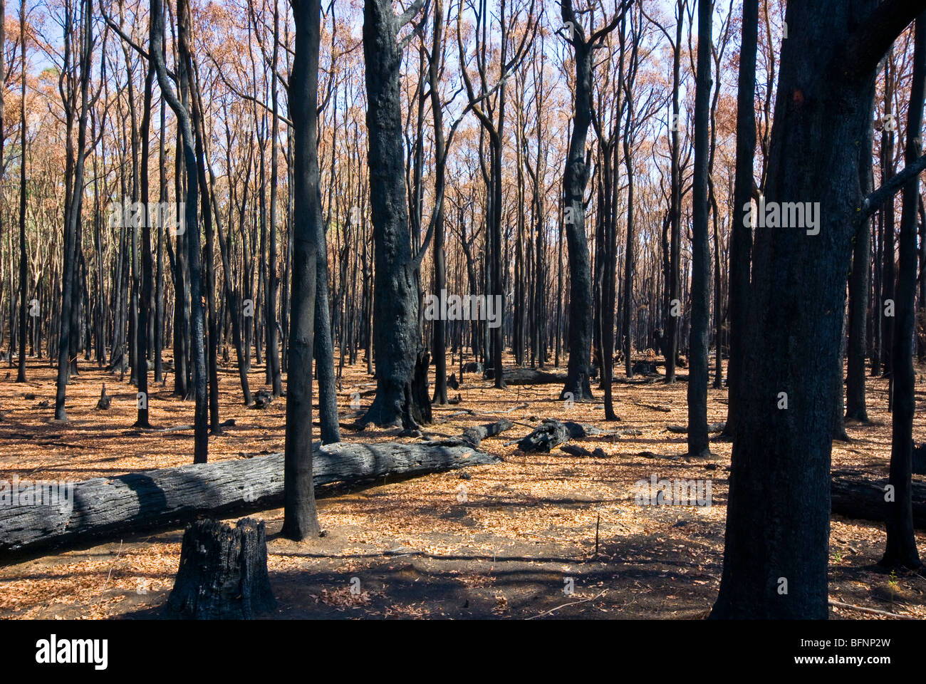 Ein Wald Stelzwurzeln und Überdachung Abdeckung nach einem intensiven Feuer. Stockfoto