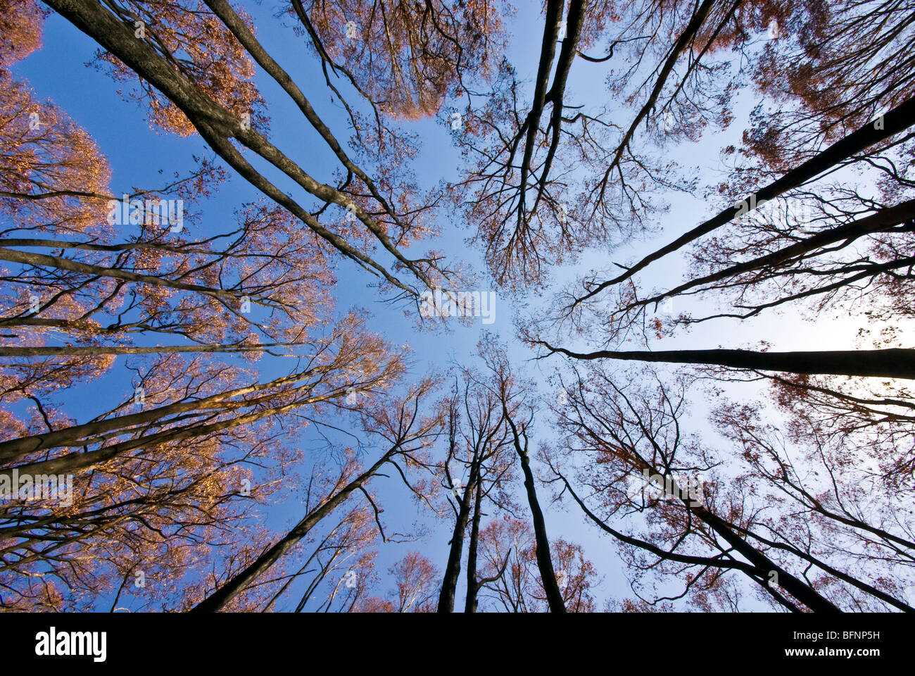 Ein Feuer zerstörte Eukalyptus Baldachin klammert sich an schwarze Skelett Baumstämme. Stockfoto