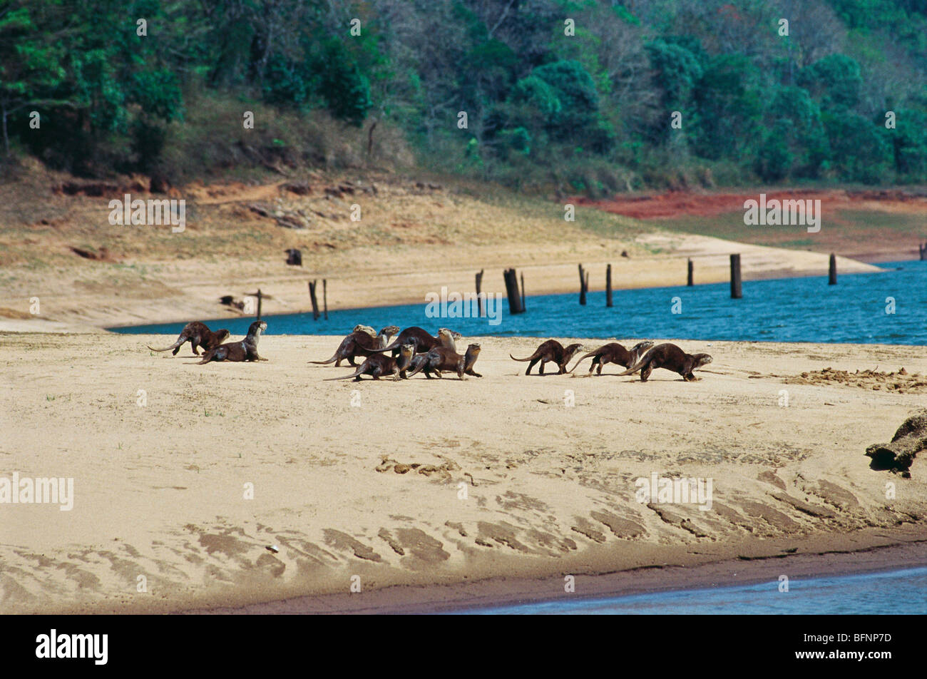 Otter; Periyar See; Periyar Nationalpark; Thekkady Wildlife Sanctuary; Kumily; Idukki; Pathanamthitta; Kerala; Indien; asien Stockfoto