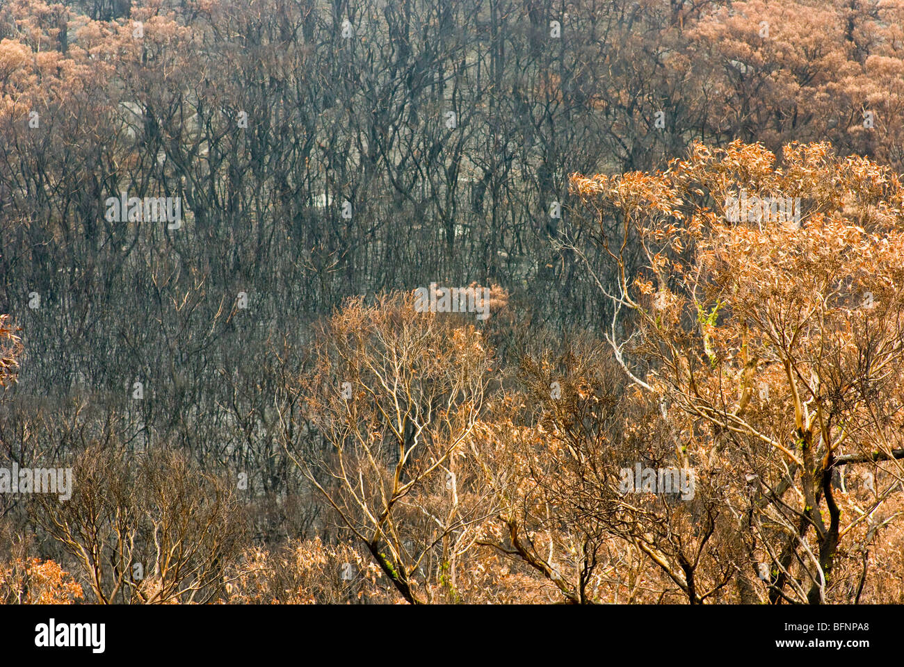 Ein Küsten Heide, Stringybark und Casuarina Forest durch einen Brand zerstört. Stockfoto