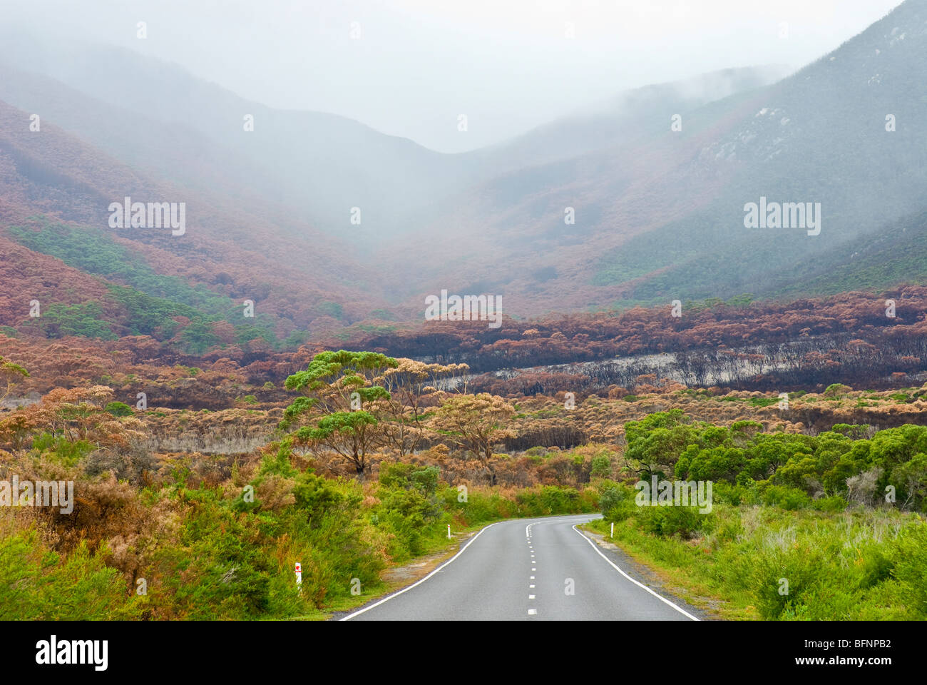 Regen fällt auf eine Stringybark und Casuarina Wälder durch einen Brand zerstört. Stockfoto