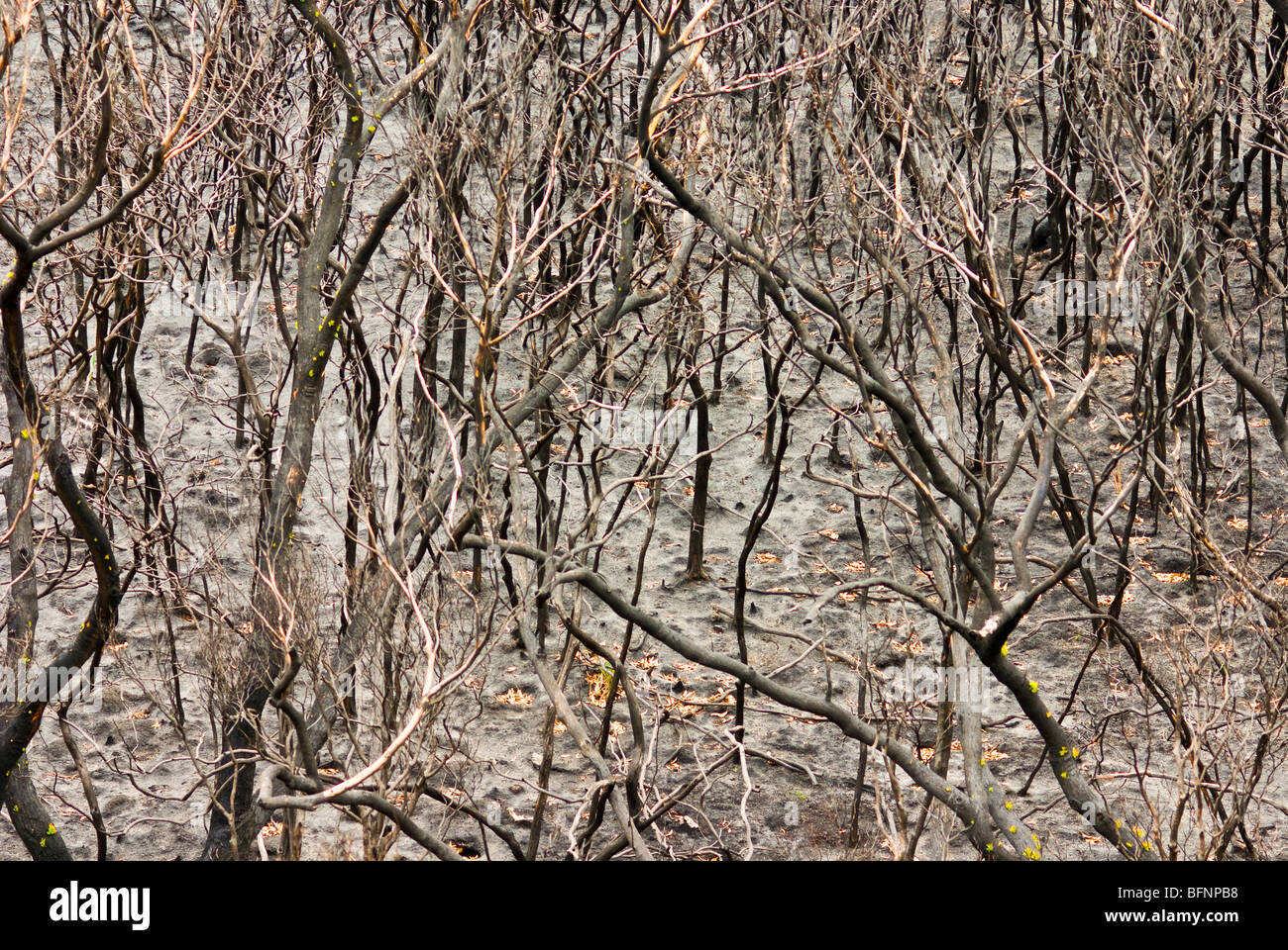 Ein Küsten Heide, Stringybark und Casuarina Forest durch einen Brand zerstört. Stockfoto