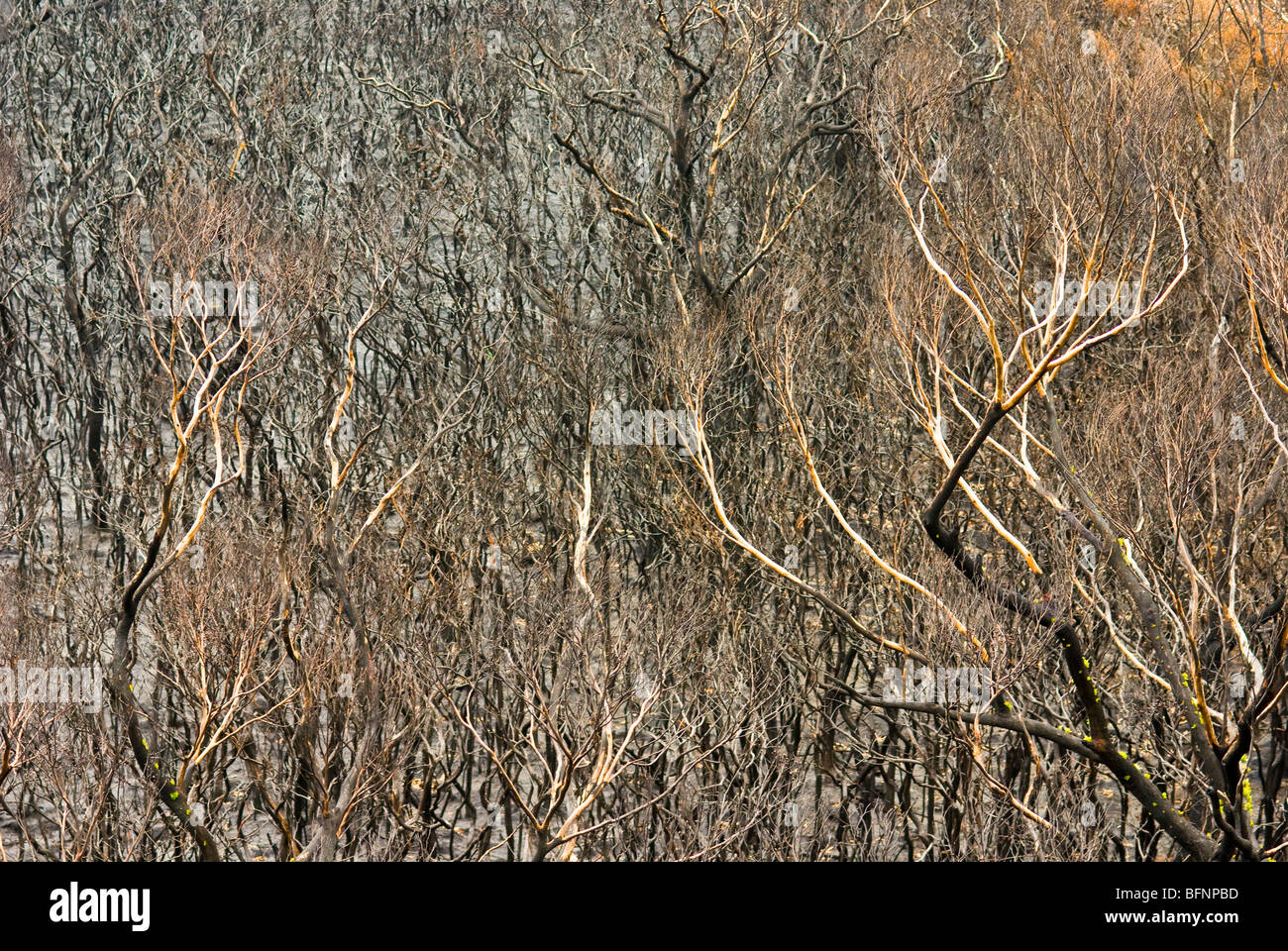 Ein Küsten Heide, Stringybark und Casuarina Forest durch einen Brand zerstört. Stockfoto