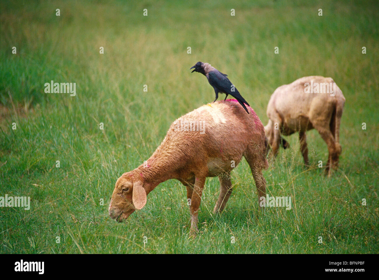 Krähe sitzt auf Schafen Stockfoto